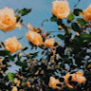 Meet your Posher, Meghan